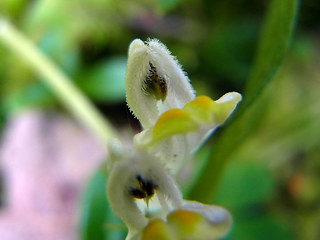 Melampyrum pratense ssp. commutatum