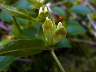 Melampyrum pratense ssp. commutatum