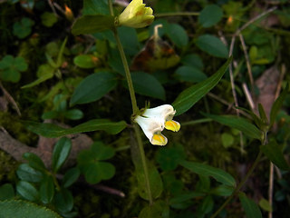 Melampyrum pratense ssp. commutatum