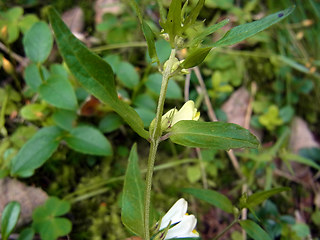 Melampyrum pratense ssp. commutatum