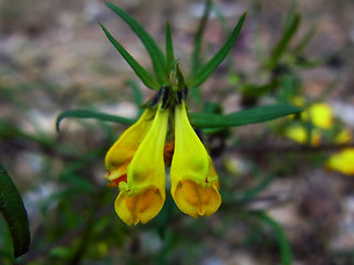 Melampyrum pratense ssp. pratense