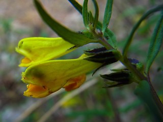 Melampyrum pratense ssp. pratense