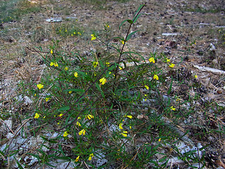 Melampyrum pratense ssp. pratense