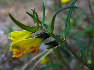 Melampyrum pratense ssp. pratense