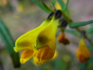 Melampyrum pratense ssp. pratense