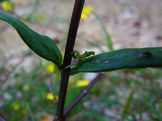 Melampyrum pratense ssp. pratense