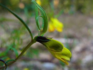 Melampyrum pratense ssp. pratense