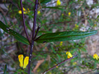 Melampyrum pratense ssp. pratense