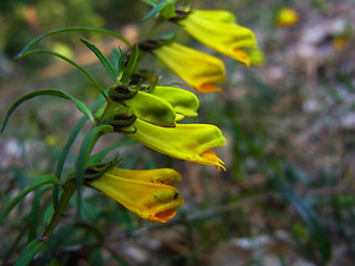 Melampyrum pratense ssp. pratense