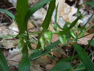 Melampyrum pratense ssp. pratense