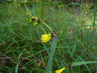 Melampyrum pratense ssp. pratense