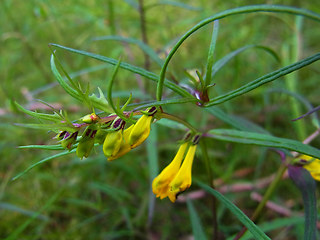 Melampyrum pratense ssp. pratense