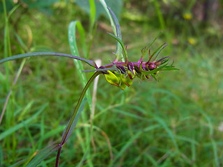 Melampyrum pratense ssp. pratense