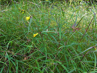 Melampyrum pratense ssp. pratense