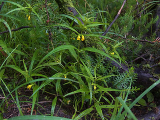 Melampyrum sylvaticum