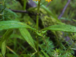 Melampyrum sylvaticum