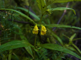 Melampyrum sylvaticum