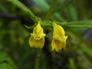 Melampyrum sylvaticum