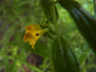 Melampyrum sylvaticum