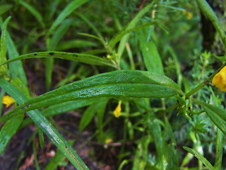 Melampyrum sylvaticum