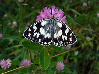 Melanargia galathea