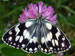 Melanargia galathea