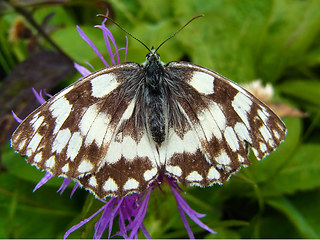 Melanargia galathea