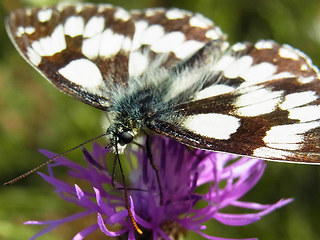 Melanargia galathea