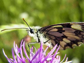 Melanargia galathea