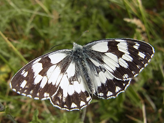 Melanargia galathea