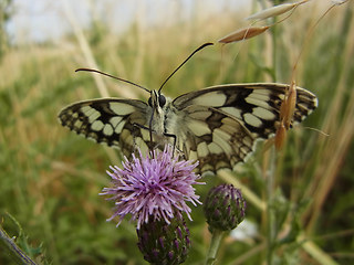 Melanargia galathea