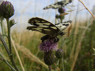 Melanargia galathea