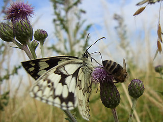 Melanargia galathea