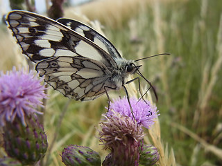 Melanargia galathea
