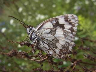 Melanargia galathea