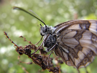 Melanargia galathea