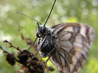 Melanargia galathea