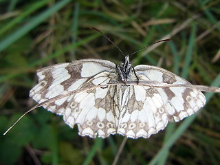 Melanargia galathea