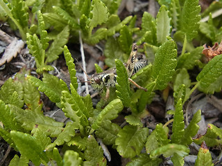 Melanoplus frigidus