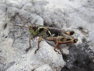 Melanoplus frigidus