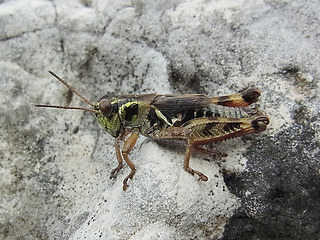 Melanoplus frigidus