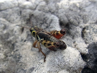 Melanoplus frigidus