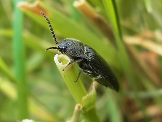 Melanotus punctolineatus