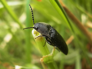 Melanotus punctolineatus