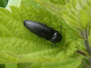 Melanotus punctolineatus