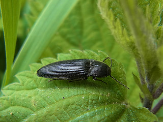Melanotus punctolineatus