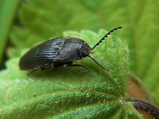 Melanotus punctolineatus