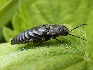 Melanotus punctolineatus