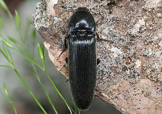 Melanotus punctolineatus