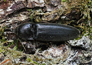 Melanotus punctolineatus